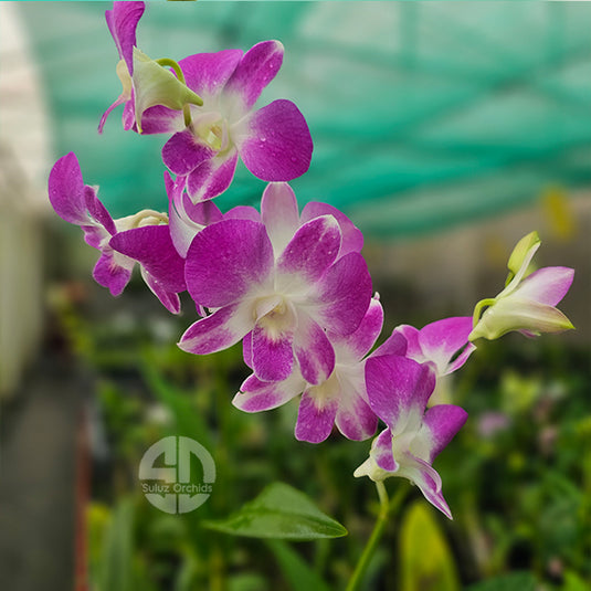 Dendrobium Orchid Tanida Pink - Seedling