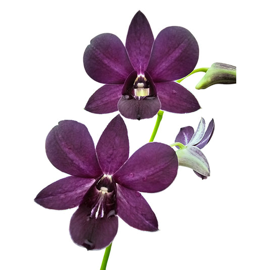 Dendrobium Orchid Tg Blue lavender blue flower with soft purple tones and rounded petals