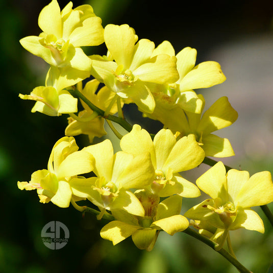 Dendrobium Orchid thongchai Gold x Udom Yellow - Seedling