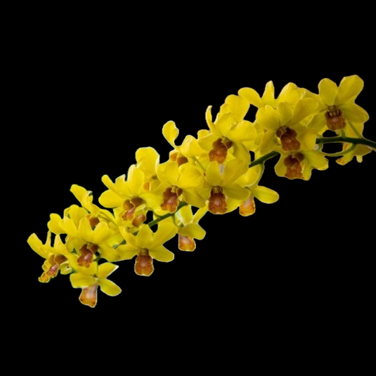 Dendrobium Orchid Plant Thongchai Gold #208- Seedling