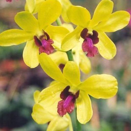 Dendrobium Orchid Thongchai Gold#110 Mature Bushy Plant