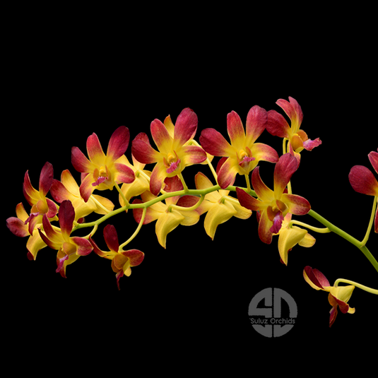 Dendrobium Orchid Plant Thong Deang - Seedling