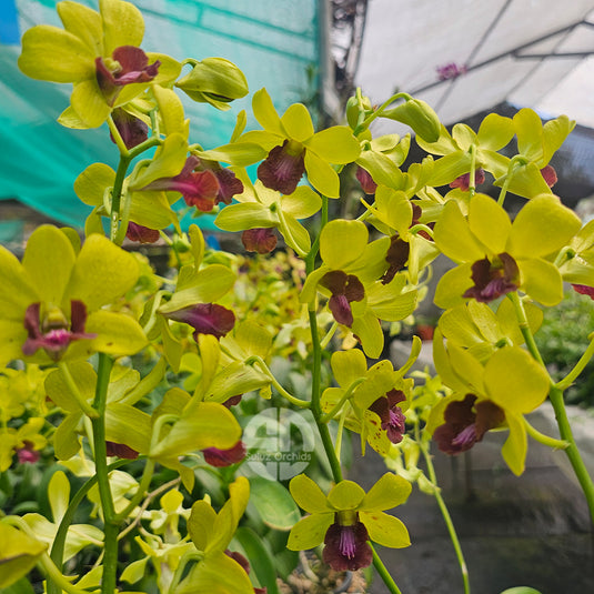 Dendrobium Orchid Thongchai Gold #298 golden yellow flower with purple lip