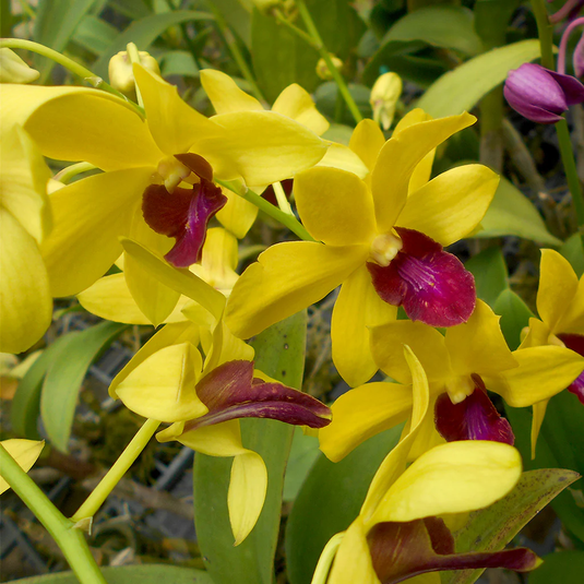 Dendrobium Orchid Thongchai Gold #338 bright golden yellow flower with dark purple lip