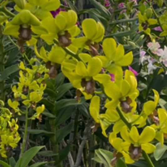 Vibrant Yellow Dendrobium orchid with rich yellow and soft brown textured petal