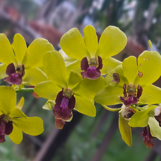 Dendrobium Orchid Thongchai Gold x Chaisri Gold bright golden yellow flower with full rounded petals