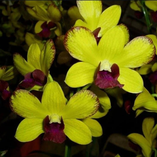 Dendrobium Orchid Plant Thongchai Gold Chaisri Gold - Seedling