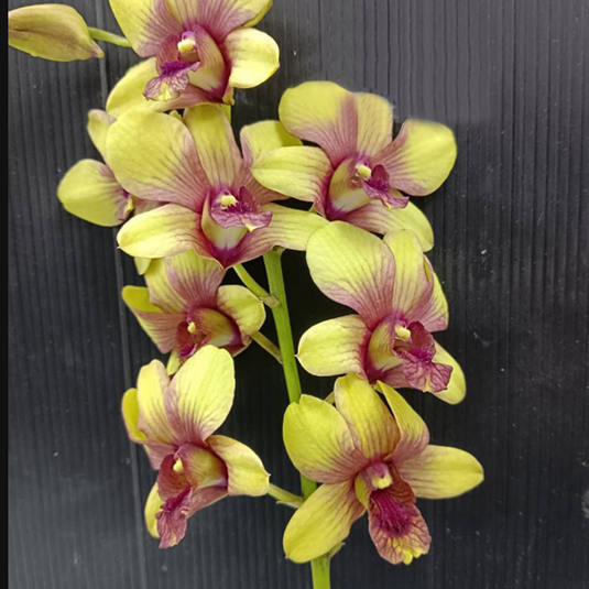 Vibrant Yellow Dendrobium orchid with richly yellow colored petals and soft red center.
