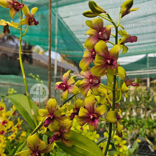 Dendrobium Orchid Thongchai Gold Pramote #258 golden yellow flower with deep purple lip