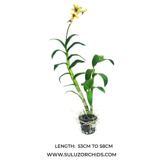Dendrobium Orchid Plant Thongchai Gold Pramote #258 yellow flowering mature orchid plant