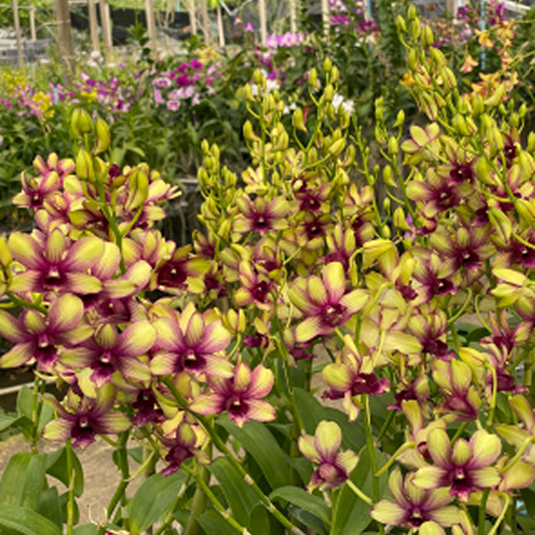 Dendrobium Orchid Thongchai Gold Splash # 181 - Seedling