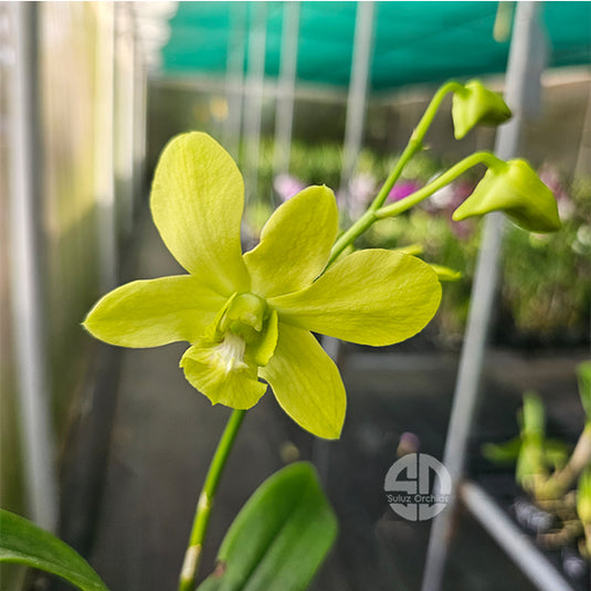 Dendrobium Orchid Thongchai Gold x Udom Yellow Mature