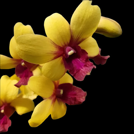 Dendrobium Orchid Plant Thongchai Pinwattana x Boonchu Gold #260- Seedling