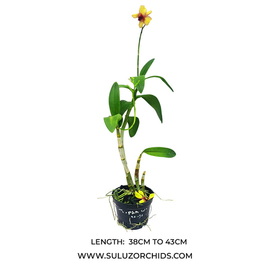 Dendrobium Orchid Plant Thongchai Pinwattana x Boonchu Gold yellow flowering mature orchid plant