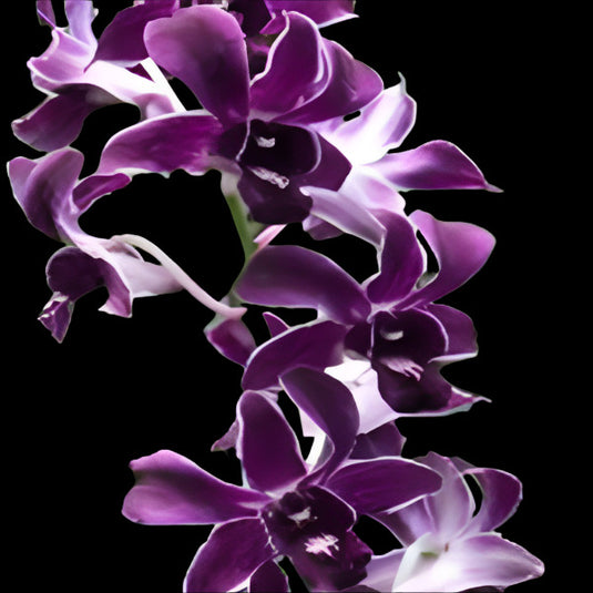 Dendrobium Orchid Toshiko Blue x Izumi - Seedling