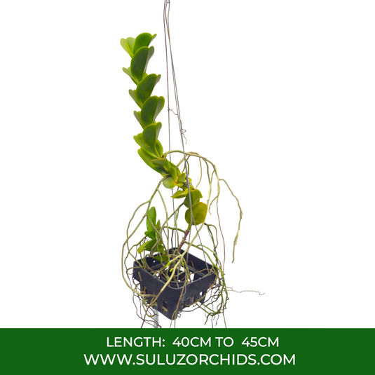 Vanda Orchid Trichoglottis Brachiata Exotic Plant