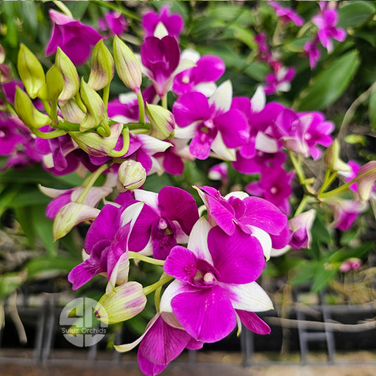 Magenta Dendrobium orchid flower with vivid pink-purple petals with delicate center.