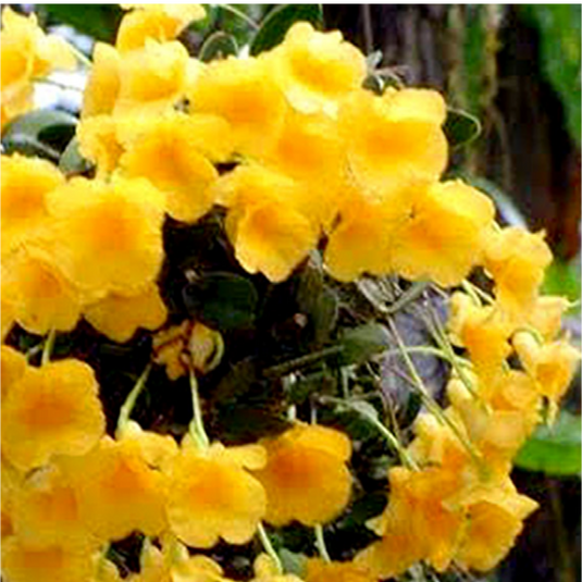 Dendrobium Orchid Ueang Phueng Exotic Plant