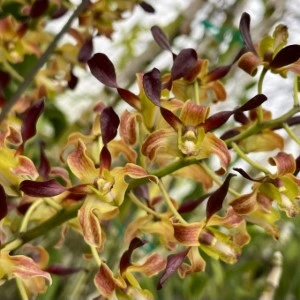 Dendrobium Orchid Plant Uthai Brown-Rambo A70- Seedling