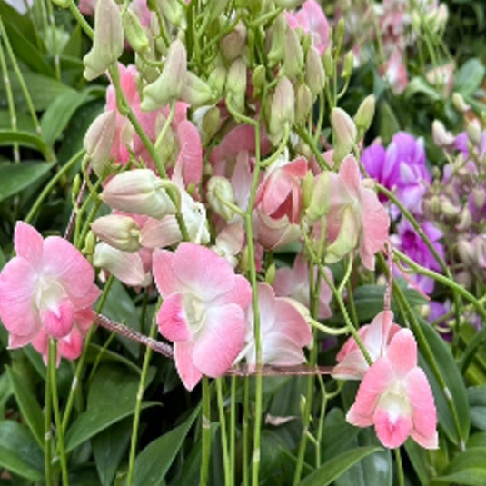 Blush-peach Dendrobium orchid blossom with smooth, layered petal texture.