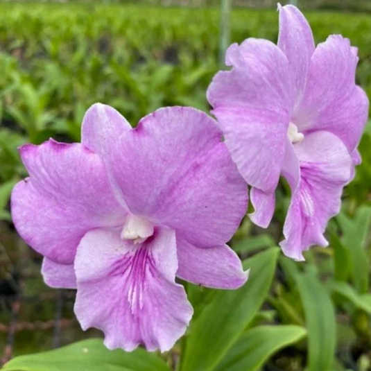 Dendrobium Orchid Wave Pink Mature Bushy Plant- Ready To Flower