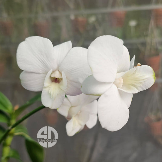 Dendrobium Orchid White Pink Dot Mature