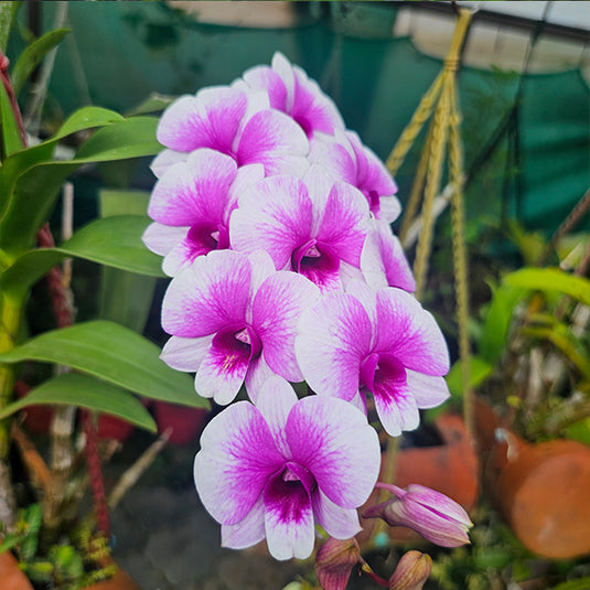 Pink Dendrobium orchid plant featuring fresh white flowers with soft pink throats.