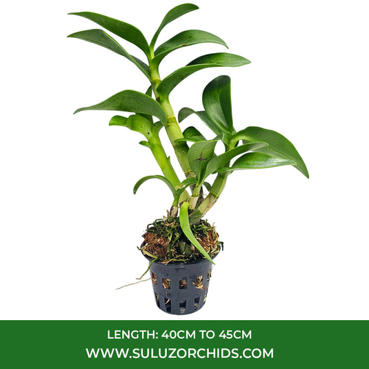 Vibrant Yellow Dendrobium orchid with richly yellow colored petals and soft purple center.