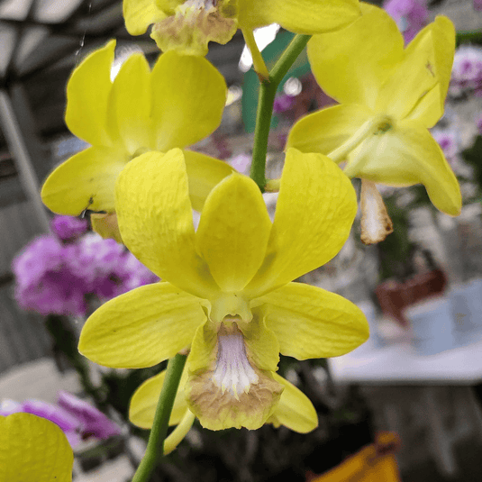 Vibrant Yellow Dendrobium orchid with rich yellow petals and white contrasting center.