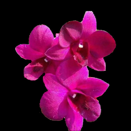 Dendrobium Orchid Plant -Sakda Beauty- Seedling