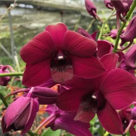 Dendrobium Orchid red flower Panama Red
