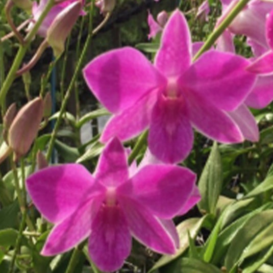 Dendrobium Orchid Plant Panjarat Pink #20 Seedling, soft pink flower