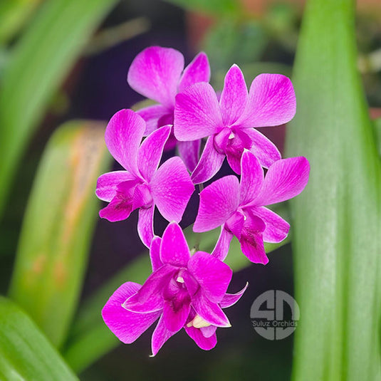 Dendrobium Orchid Panjarat Pink - Seedling