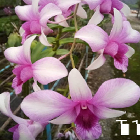 Dendrobium Orchid Plant Pink Lady #196 Seedling, soft pink flower