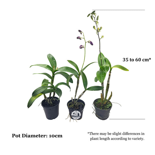 Dendrobium Orchid mature plant with healthy leaves and buds