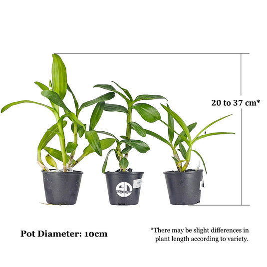 Dendrobium Orchid Ladda Red-Burana Pink - Medium Stage