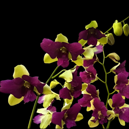 Dendrobium Orchid Plant Purple Green 3 Lips - Seedling