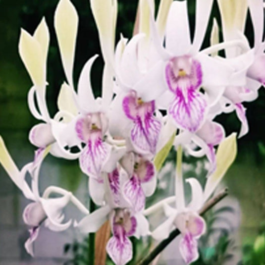 Dendrobium Orchid Plant Rabbit Pink- Seedling