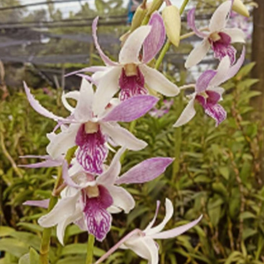 Dendrobium Orchid Plant (Rabbit White x lasianthera) #230 - Seedling