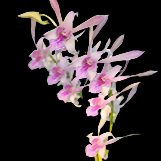 Dendrobium Orchid Plant (Rabbit x Ceasar Warawan) #180 - Seedling
