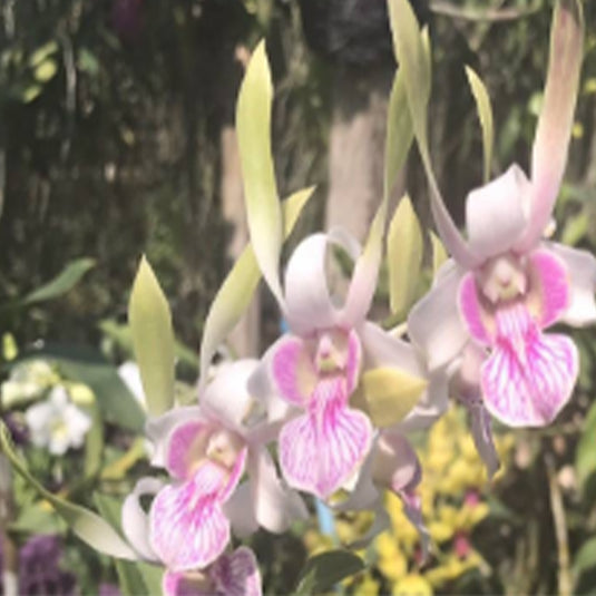 Dendrobium Orchid Plant Rabbit Seedling, soft pink flower