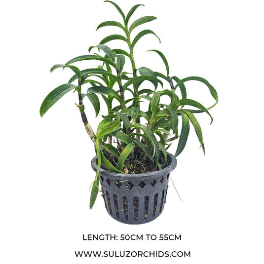 Dendrobium Lasianthera x Minnie Fragrant Rare Exotic Orchid