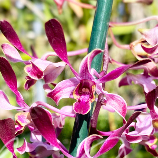 Dendrobium Lasianthera x Minnie Fragrant Rare Exotic Orchid