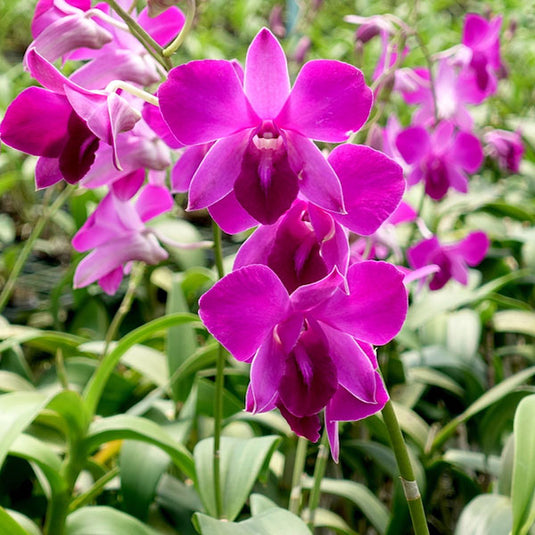 Dendrobium Orchid Red Blue LD x Panjarat Pink Medium Stage