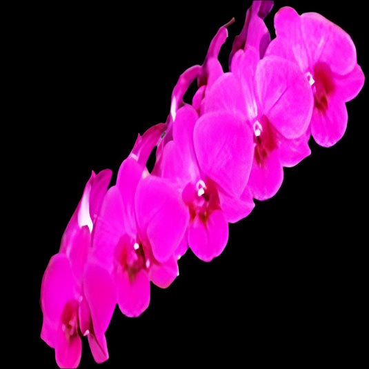 Dendrobium Orchid Plant Red Elephant - Seedling