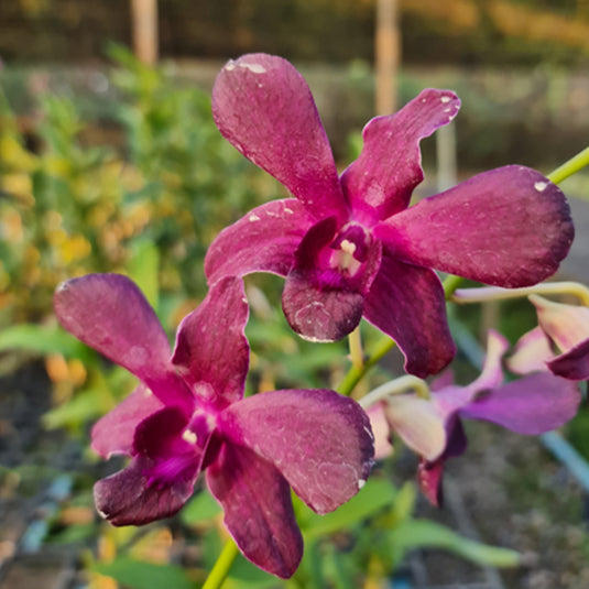 Dendrobium Orchid Rourd Red x Sampran Brown rich red flower with warm brown undertones and rounded petals