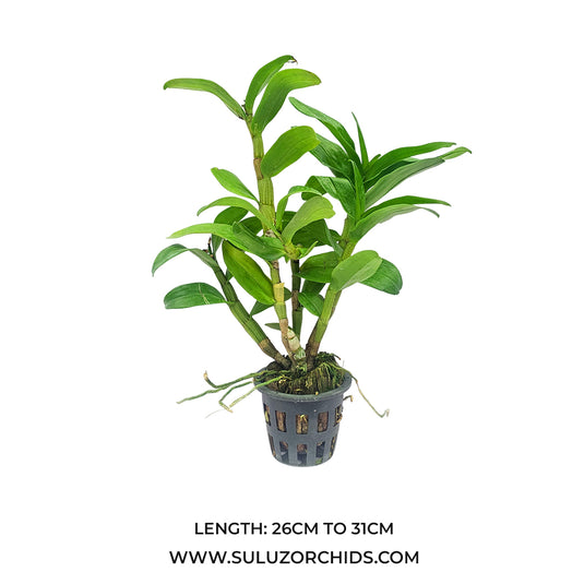 Dendrobium Orchid Rungkamol Exotic Plant