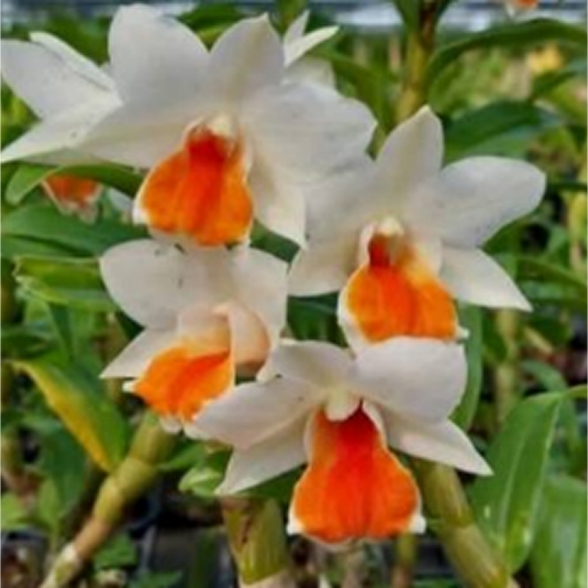 Dendrobium Orchid Rungkamol Exotic Plant