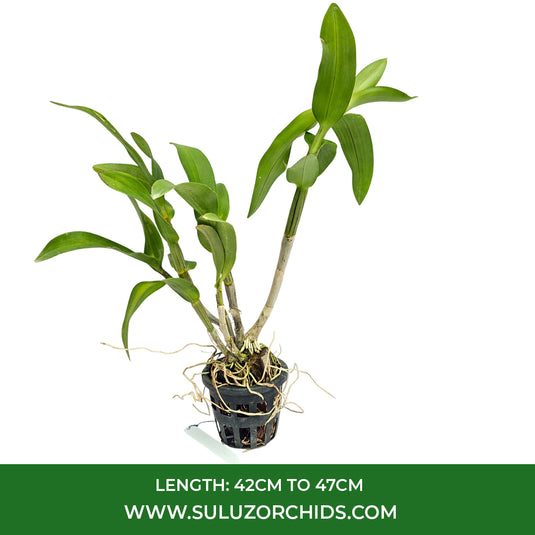 Dendrobium Orchid Sakda Beauty Mature Bushy Plant - Ready To Flower