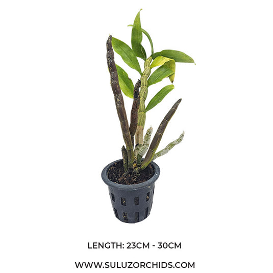 Dendrobium Exotic Orchid Plant Secundum Hybrids Ready to Bloom